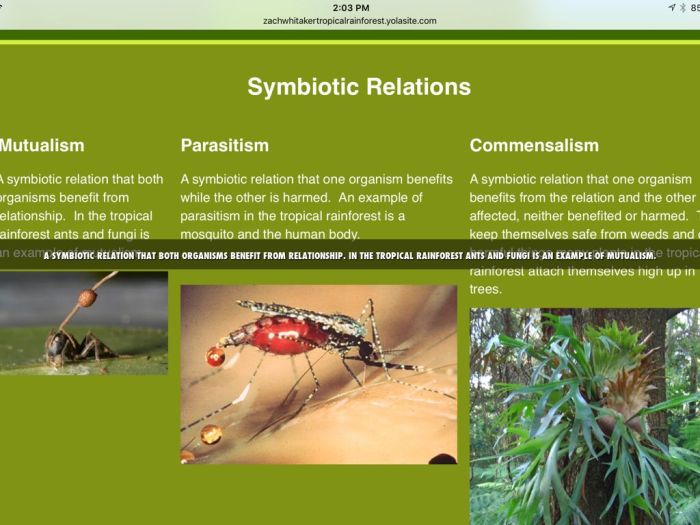 Symbiotic relationships in a rainforest