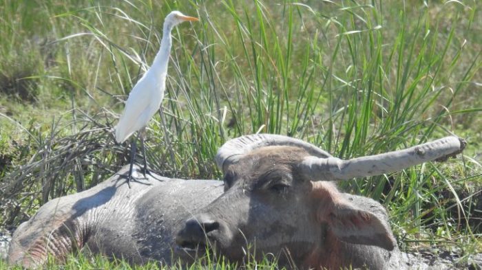 Symbiotic relationships in a rainforest