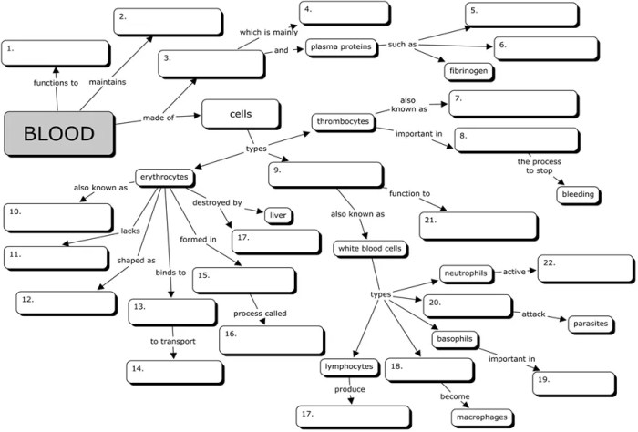 Blood concept map answer key