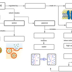 Cell graphic organizer biology corner