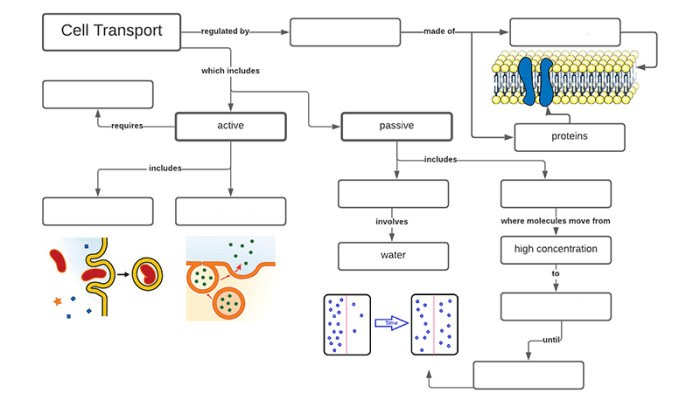 Cell graphic organizer biology corner