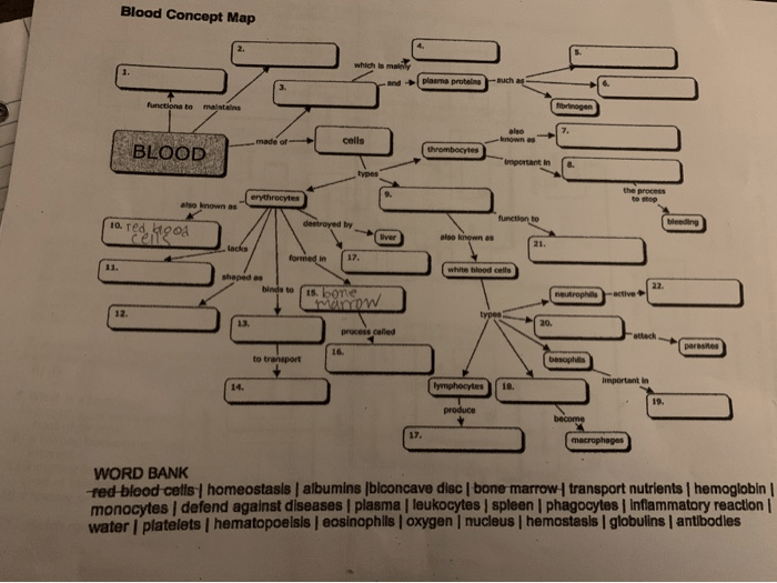 Blood concept map answer key