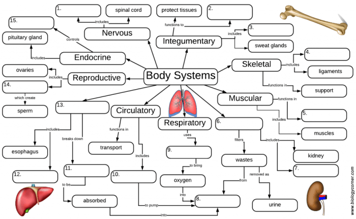 Cell graphic organizer biology corner