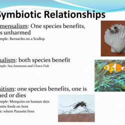 Rainforest symbiotic relationships remarkable truly these related posts biome