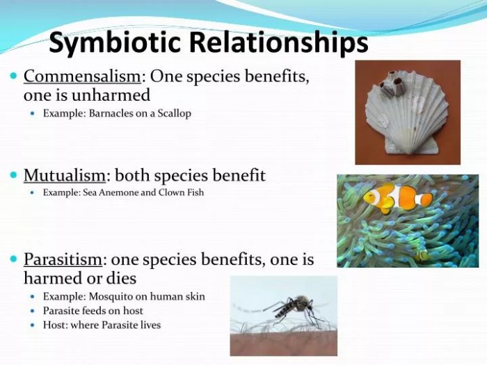 Rainforest symbiotic relationships remarkable truly these related posts biome