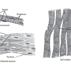 Label the muscles in the following illustration