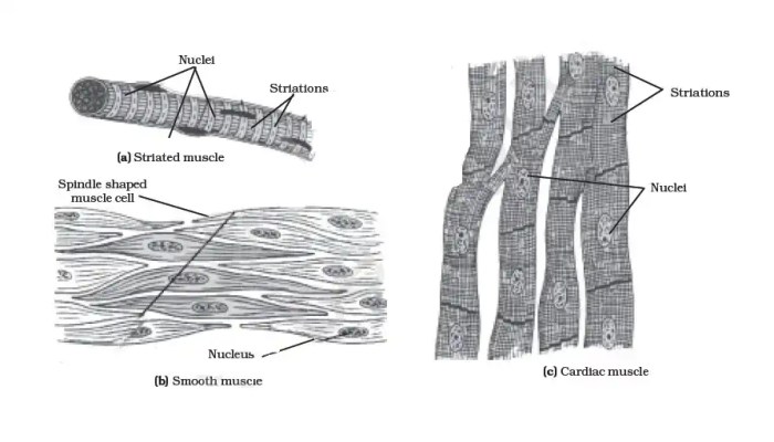 Label the muscles in the following illustration