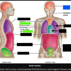 Identify the body cavities in the following illustration