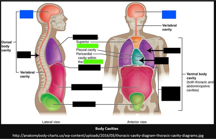 Identify the body cavities in the following illustration