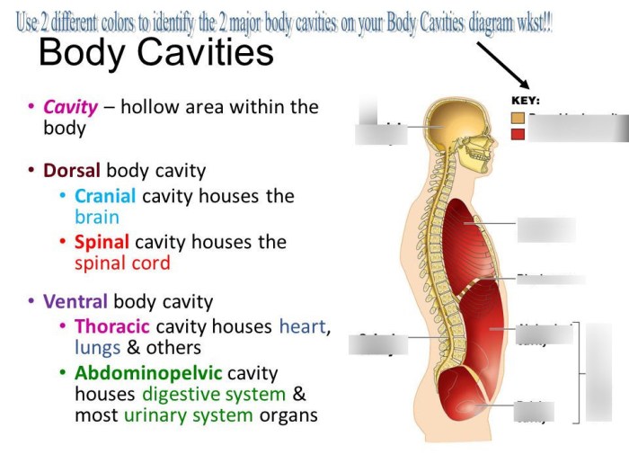 Cavity thoracic cavities serous membrane physiology