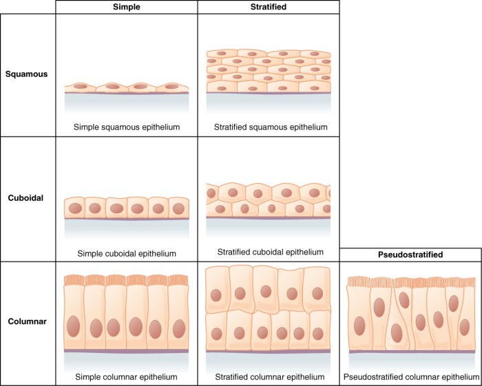 Match the type of simple epithelium with its description.