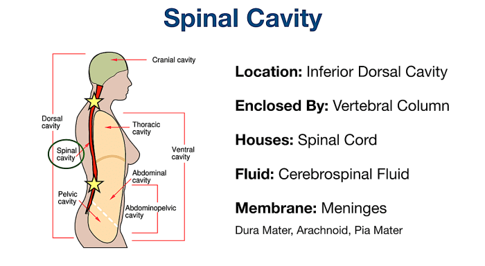 Identify the body cavities in the following illustration