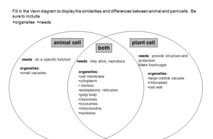 Comparing plant and animal cells venn diagram