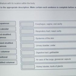 Epithelium types human anatomy usmle nerd guardado