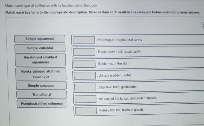 Epithelium types human anatomy usmle nerd guardado