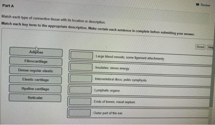 Tissue epithelial label correctly name dragging corresponding biology answers questions chegg