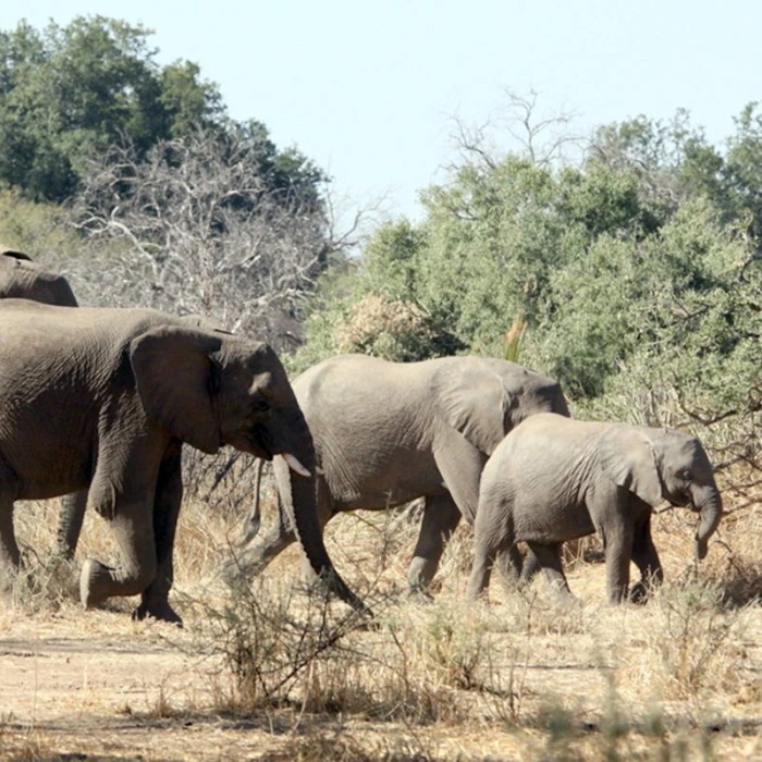 Assessing elephant populations answer key pdf