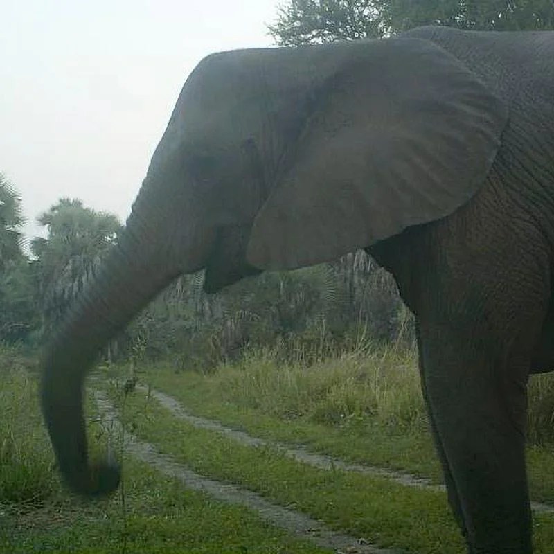 Developing an explanation for tuskless elephants answer key