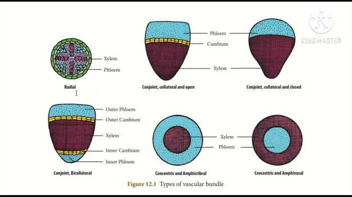 Human anatomy and physiology lab manual answer key pdf