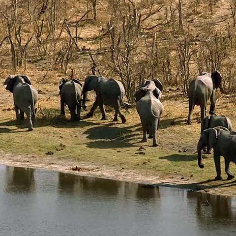 Developing an explanation for tuskless elephants answer key