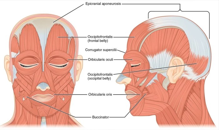 Label the muscles in the following illustration