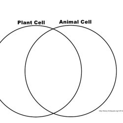 Comparing plant and animal cells venn diagram